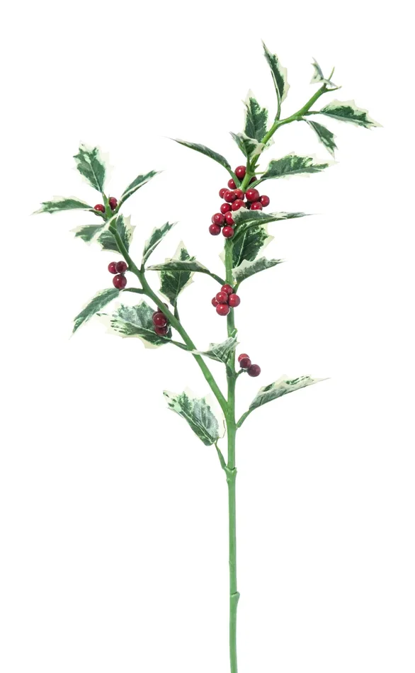 ARPIMEX Agrifoglio Natale Grande 80 Cm Rosso Verde