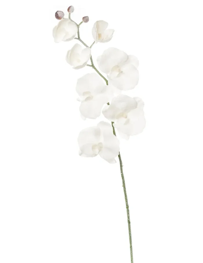 ARPIMEX Orchidea Phalaenopsis Innevata 70 Cm Bianco Vendita online
