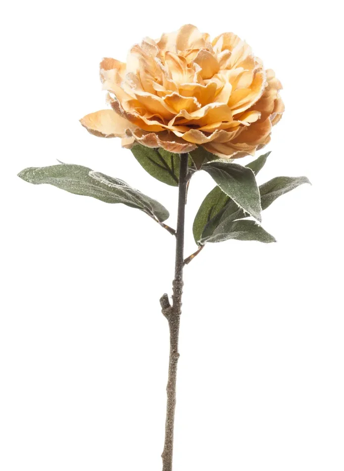 ARPIMEX Peonia Singola Innevata 65 Cm Honey