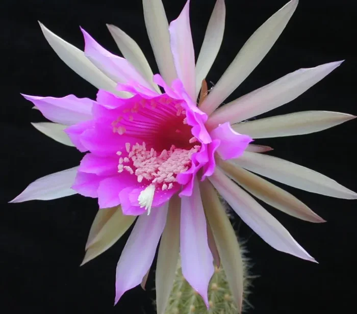 Arthrocereus rondonianus HU260 SEMI Online