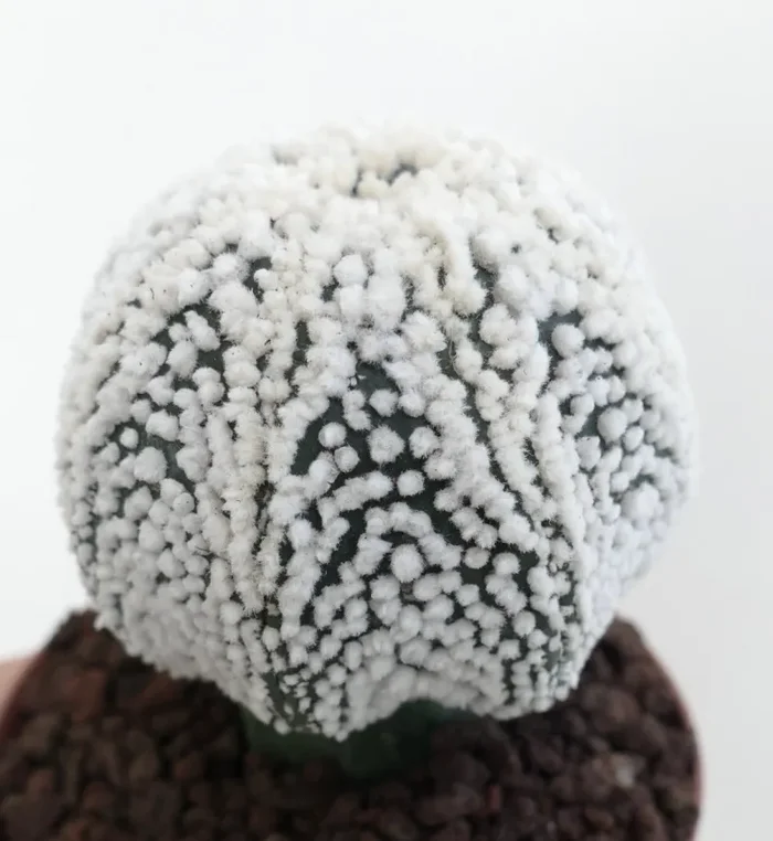Astrophytum asterias cv HANAZONO Online