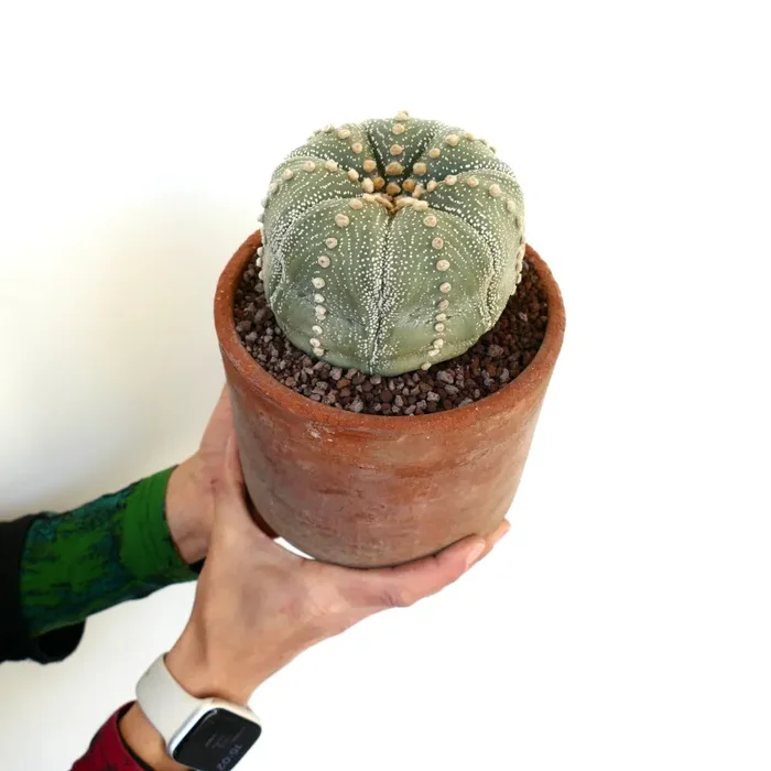 Astrophytum asterias EXTRA OLD S33 - immagine 3