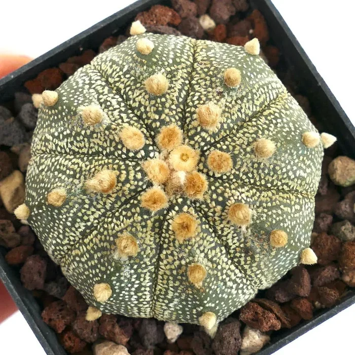 Astrophytum asterias LI9 Vendita calda online