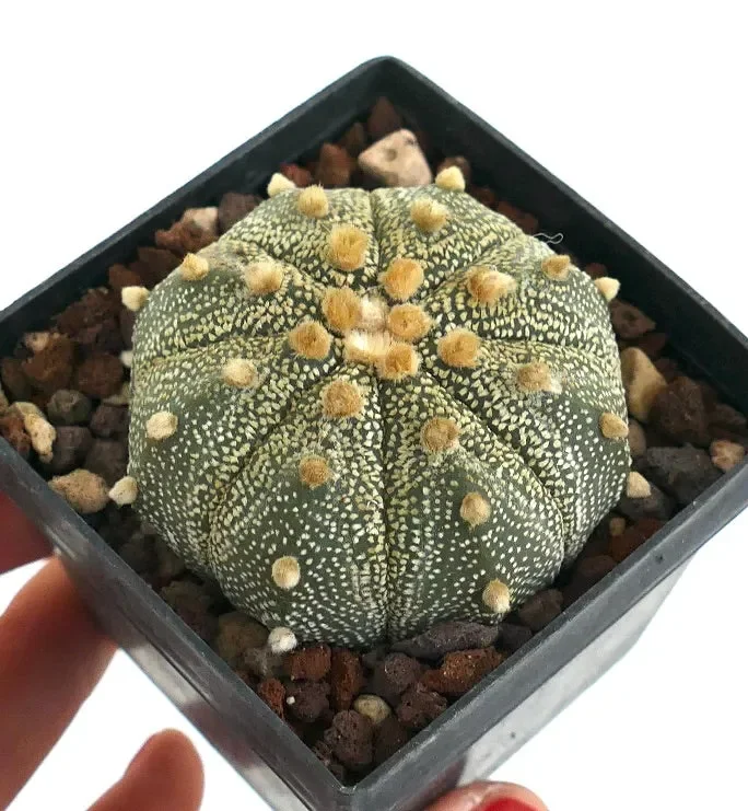 Astrophytum asterias LI9 Vendita calda online - immagine 2