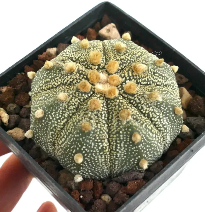 Astrophytum asterias LI9 Vendita calda online - immagine 3