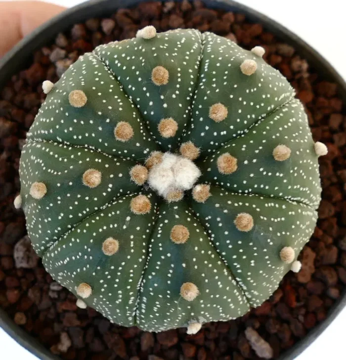 Astrophytum asterias MIX4