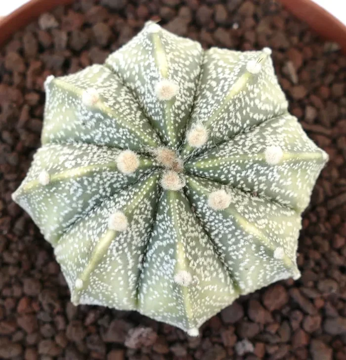 Astrophytum asterias X myriostigma WHITE VARIEGATED VG5