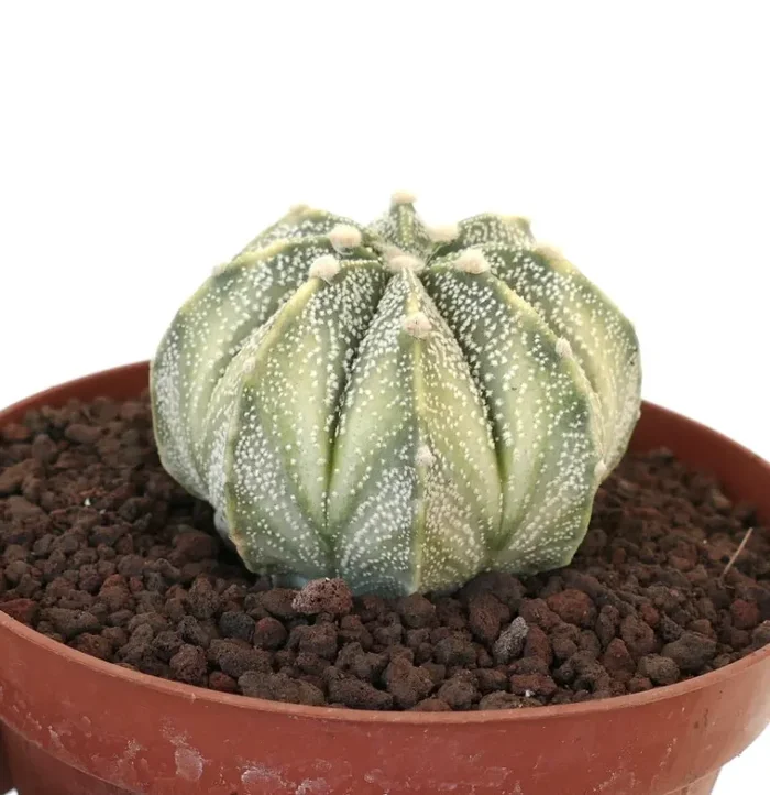 Astrophytum asterias X myriostigma WHITE VARIEGATED VG5 - immagine 2