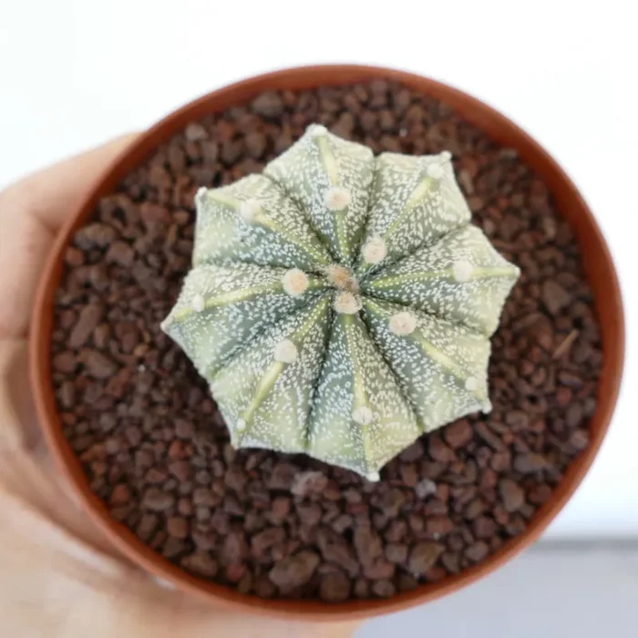 Astrophytum asterias X myriostigma WHITE VARIEGATED VG5 - immagine 3