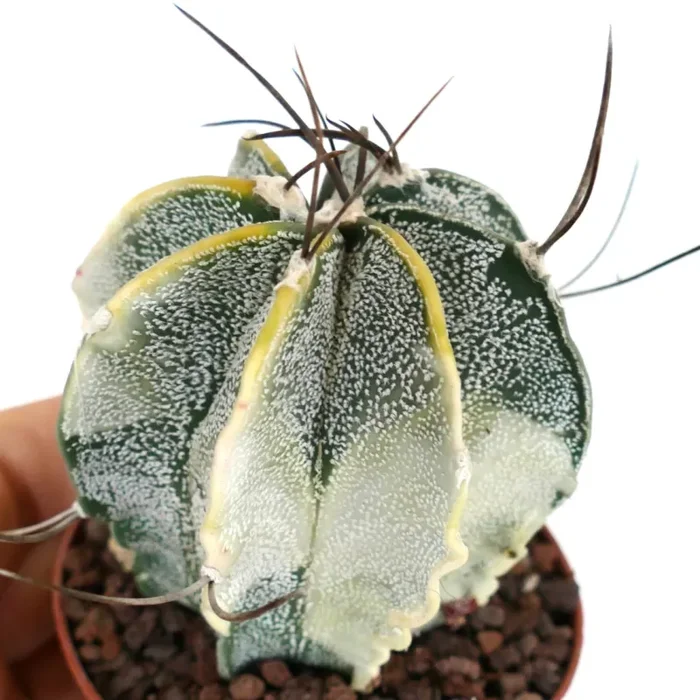 Astrophytum capricorne niveum VARIEGATA SEMI