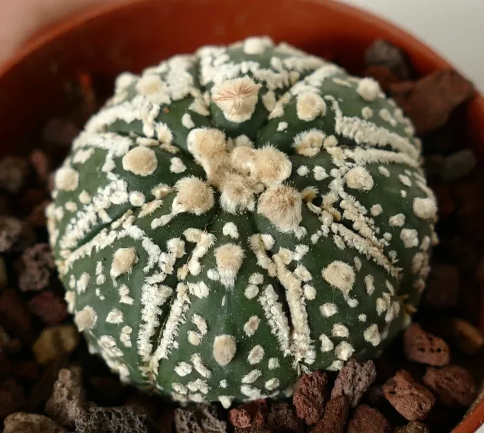 Astrophytum cv HANAZONO x SUPERKABUTO CC1 - immagine 2