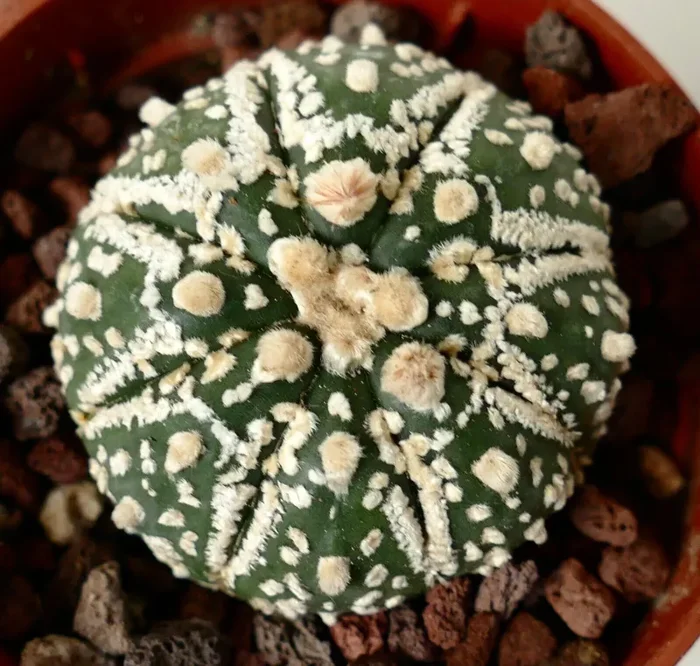 Astrophytum cv HANAZONO x SUPERKABUTO CC1 - immagine 3