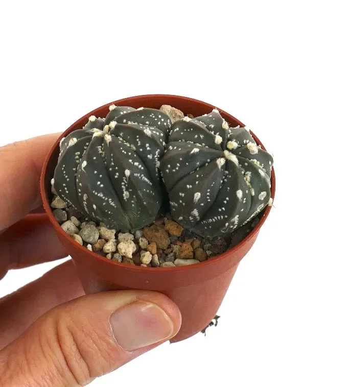 Astrophytum cv OIBBO x SUPERKABUTO x capricorne Vendita online