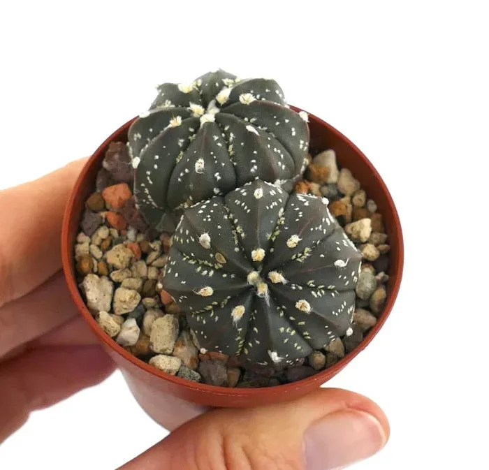 Astrophytum cv OIBBO x SUPERKABUTO x capricorne Vendita online - immagine 2