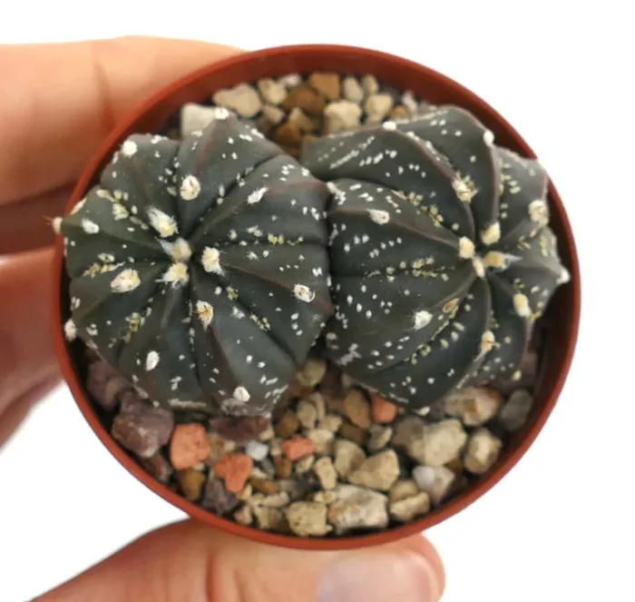 Astrophytum cv OIBBO x SUPERKABUTO x capricorne Vendita online - immagine 3