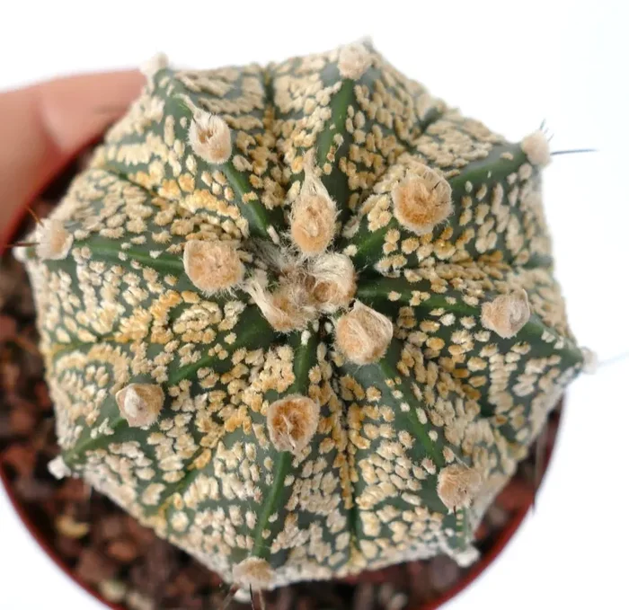 Astrophytum cv ONZUKA GOLDEN x CAPRICORNE PYB Vendita online