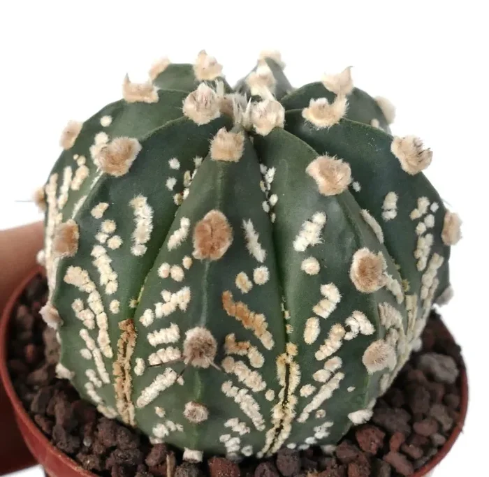 Astrophytum cv ONZUKA x SUPERKABUTO x OIBBO 6A Vendita online