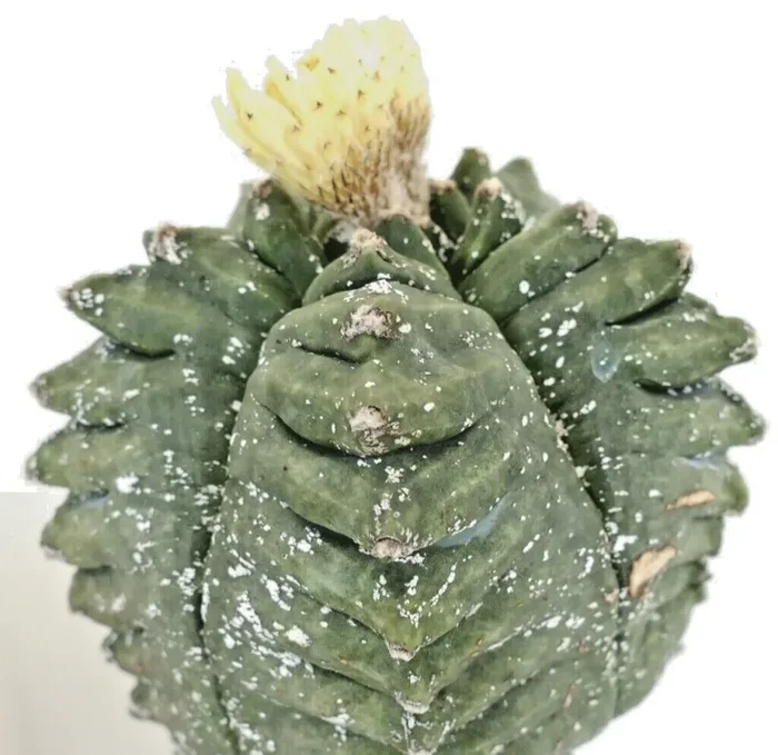 Astrophytum KIKKO SWAROVSKI C15 Fornitura