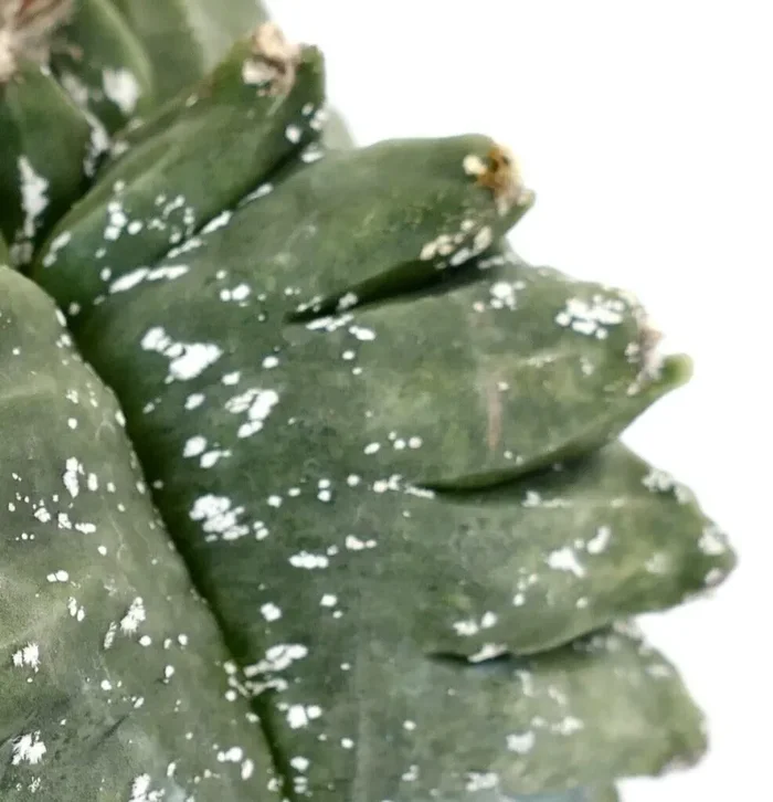 Astrophytum KIKKO SWAROVSKI C15 Fornitura - immagine 2