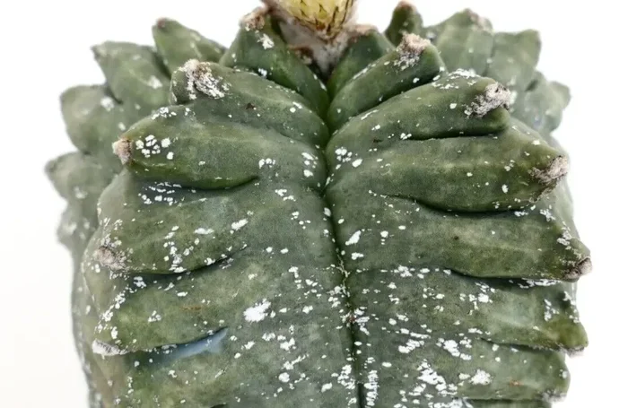 Astrophytum KIKKO SWAROVSKI C15 Fornitura - immagine 3