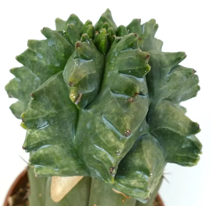 Astrophytum myriostigma cv “KIKKO NUDUM MONSTRUOSUS” SEMI