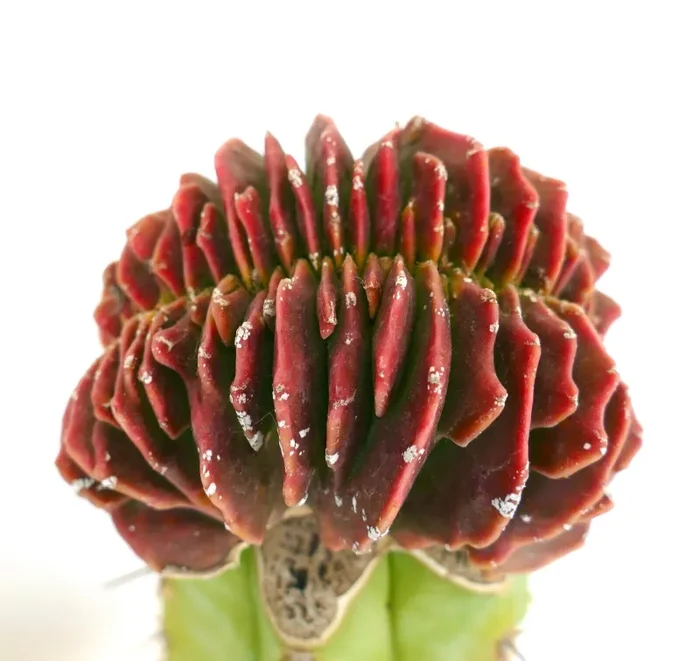 Astrophytum myriostigma cv Koh-Yo RED-GREEN form CRESTED (grafted)