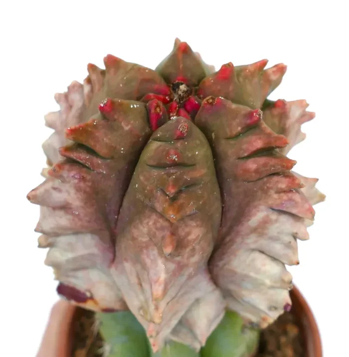 Astrophytum myriostigma KIKKO STONE RED monstruosus (ex Thailand)