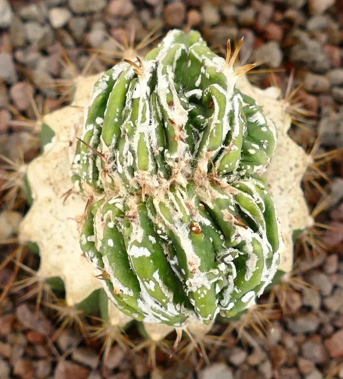 Astrophytum myrisotigma cv “Hakujo Fukuryu” CRESTED