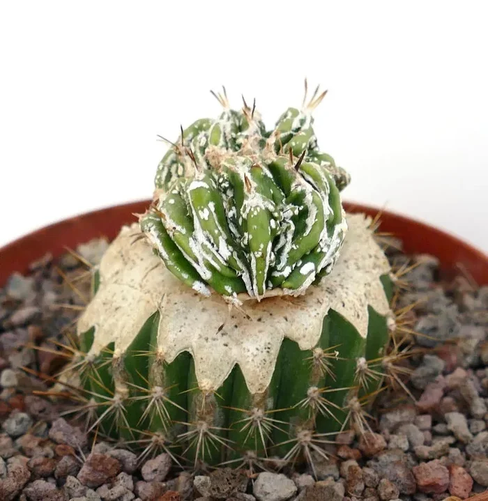 Astrophytum myrisotigma cv “Hakujo Fukuryu” CRESTED - immagine 2