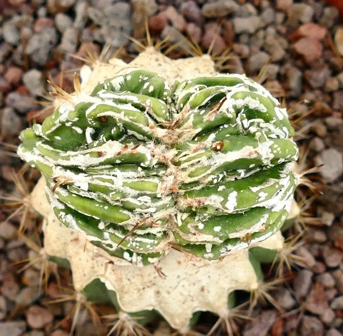 Astrophytum myrisotigma cv “Hakujo Fukuryu” CRESTED - immagine 3