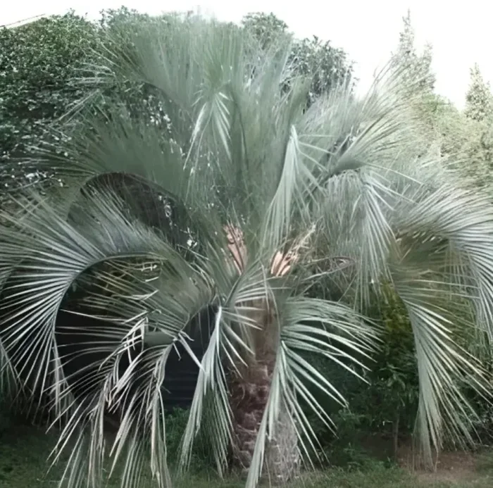 Butia eriospatha SEEDS