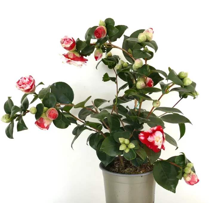 Camellia japonica cv GENERAL COLETTI