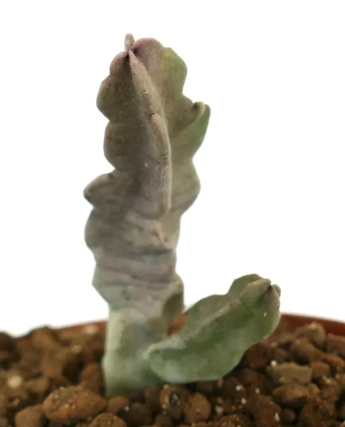 Caralluma flava BRANCHED In saldo