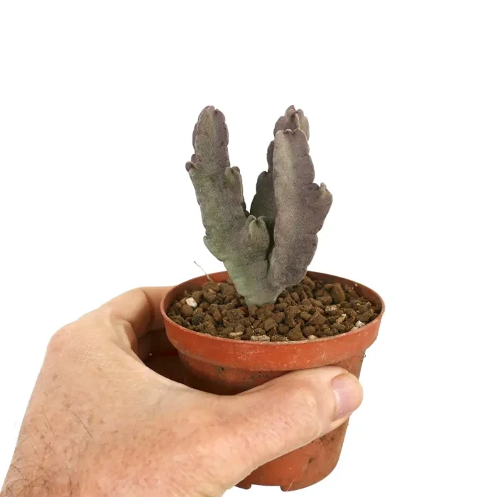 Caralluma flava MULTI-BRANCHED