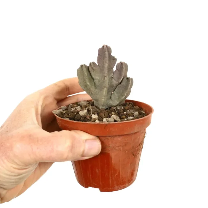 Caralluma flava (with several branches)