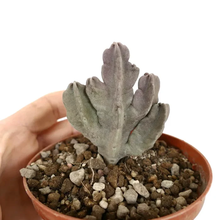 Caralluma flava (with several branches) - immagine 2