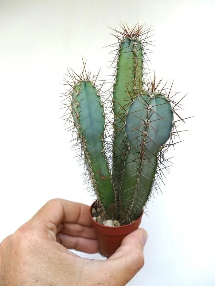 Cereus forbesii (3 PLANTS) 30TC Fornitura