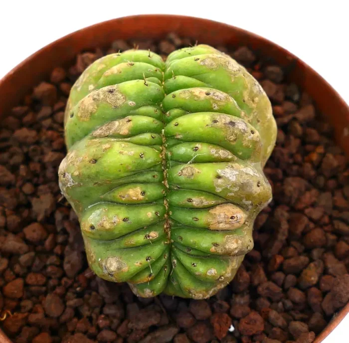 Cereus sp. FULL CRESTED ON ROOTS Online