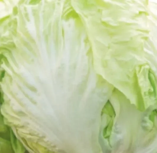 Cichorium intybus var. foliosum ‘Mantuan chicory’ SEEDS Sconti