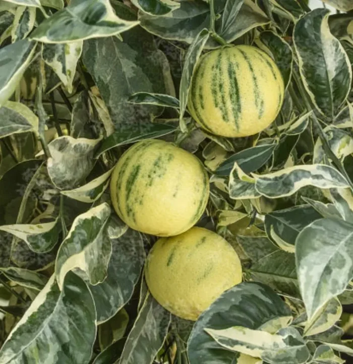 Citrus limon VARIEGATED