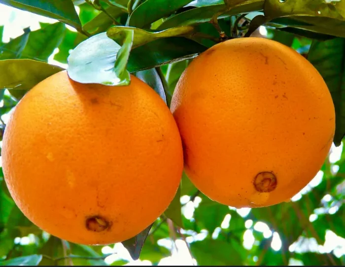 Citrus sinensis NAVEL WASHINGTON