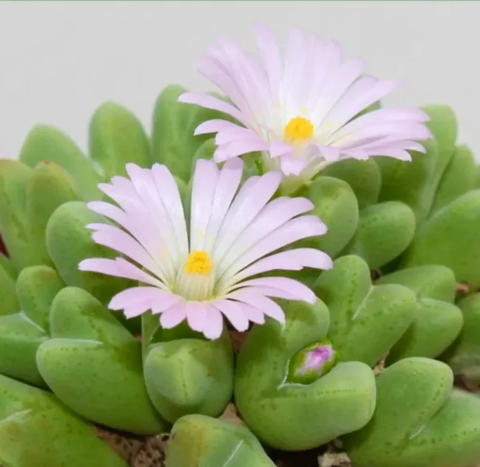 Conophytum blandum In saldo