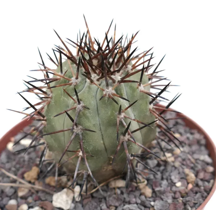 Copiapoa cinerea BROWN SPINES
