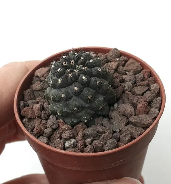 Copiapoa cinerea DARK X griseoviolacea