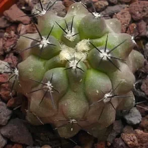 Copiapoa cinerea FORM KIKKO AF3 - immagine 2
