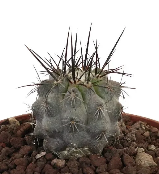 Copiapoa cinerea GRAY SELECTED x atacamensis 2088