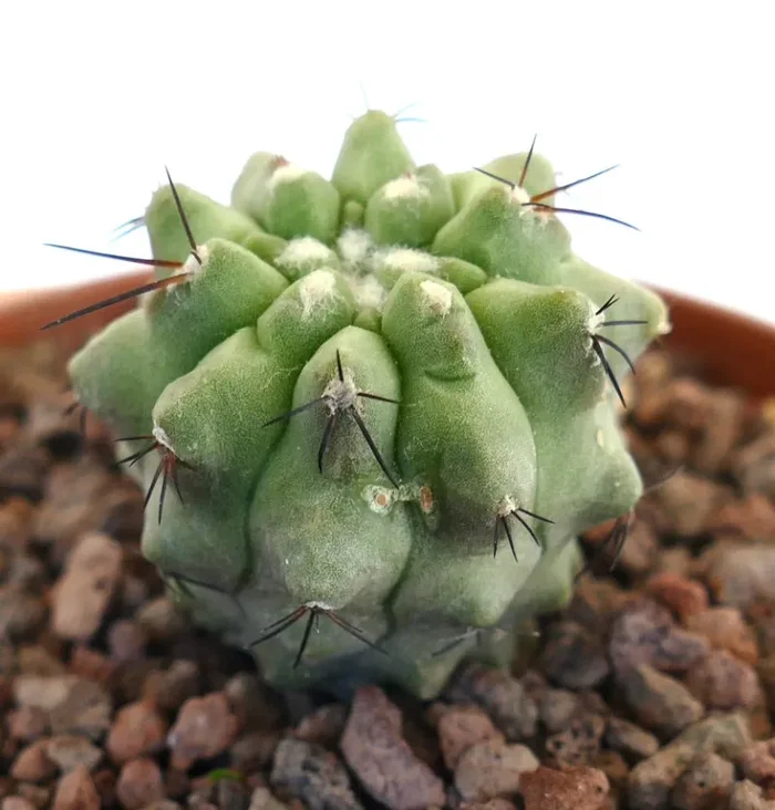 Copiapoa cinerea GREEN x hypogaea SHORT SPINES GREEN