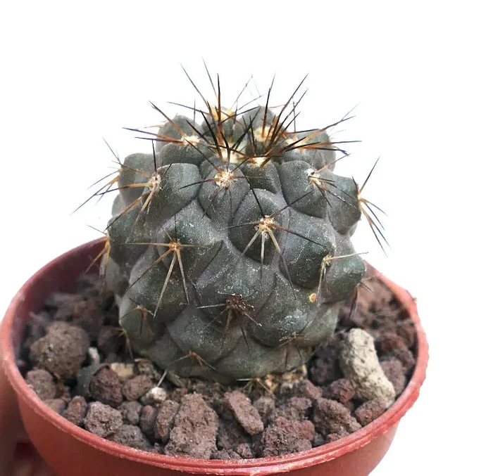 Copiapoa cinerea GREY X haseltoniana PMS1 Vendita calda online