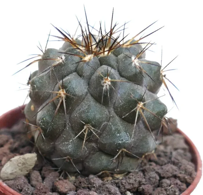 Copiapoa cinerea GREY X haseltoniana PMS1 Vendita calda online - immagine 2