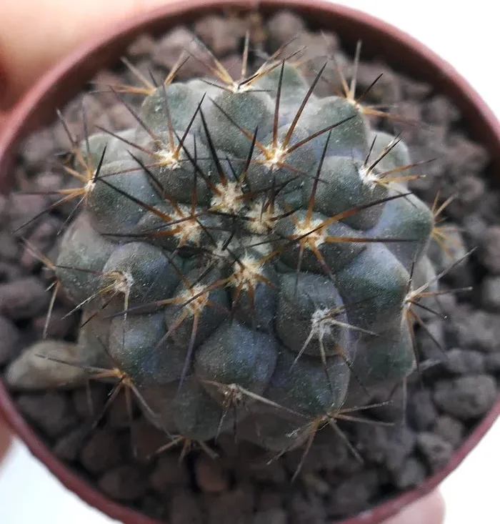 Copiapoa cinerea GREY X haseltoniana PMS1 Vendita calda online - immagine 3